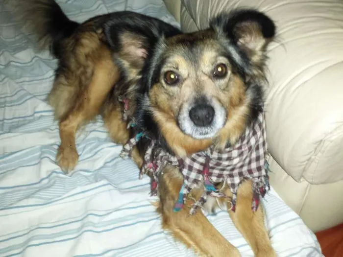 Cachorro ra a Srd idade 3 anos nome Princesa