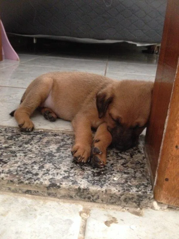 Cachorro raça Vira lata idade Abaixo de 2 meses nome Isis e Afrodite 