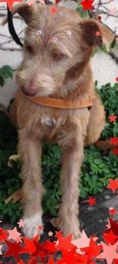 Cachorro raça SRD idade 1 ano nome Bombom