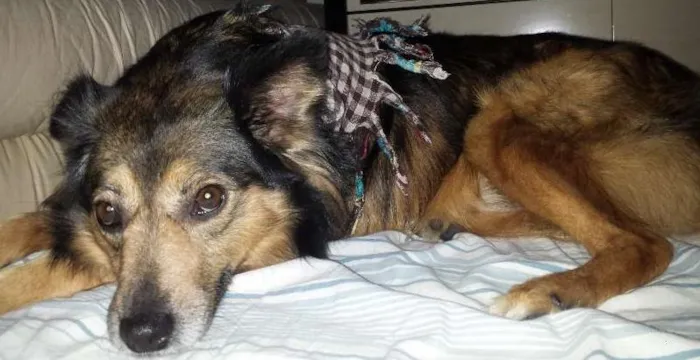 Cachorro ra a Srd idade 3 anos nome Princesa