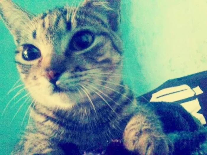 Gato ra a Não definida  idade 2 a 6 meses nome Lilou