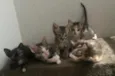 6 filhotes