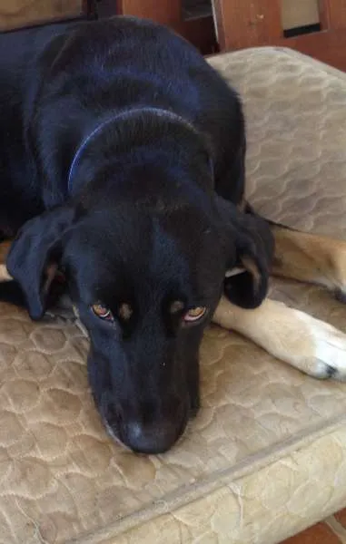 Cachorro raça SRD idade 2 anos nome Mike