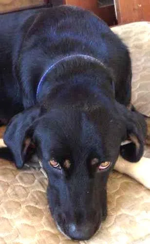 Cachorro raça SRD idade 2 anos nome Mike