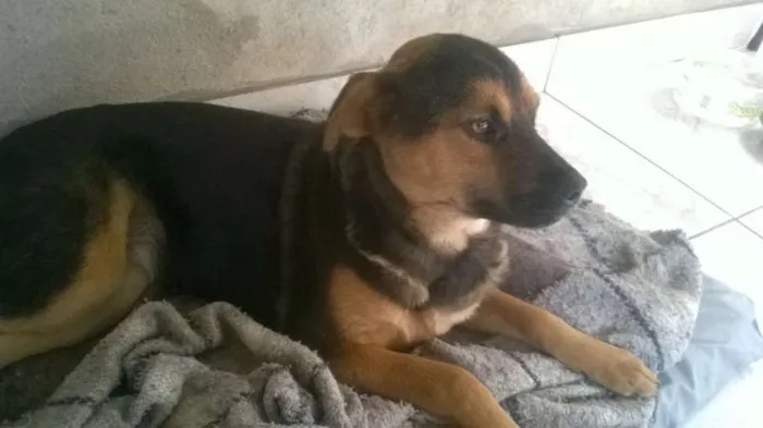 Cachorro ra a SRD idade 7 a 11 meses nome Pretinha