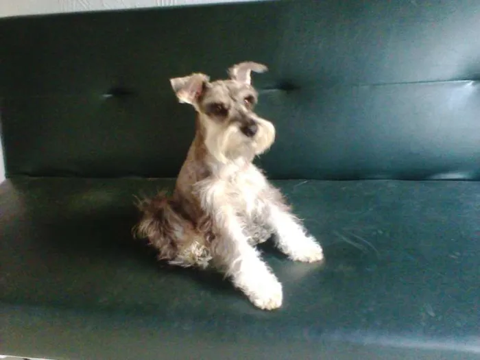 Cachorro raça Shnauzer idade 5 anos nome Hades GRATIFICA