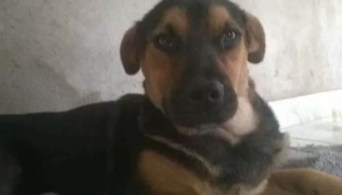 Cachorro ra a SRD idade 7 a 11 meses nome Pretinha