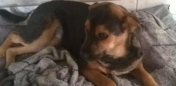 Cachorro ra a SRD idade 7 a 11 meses nome Pretinha
