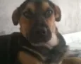 Pretinha