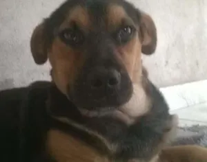 Cachorro raça SRD idade 7 a 11 meses nome Pretinha