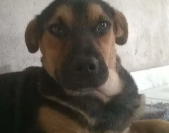 Cachorro ra a SRD idade 7 a 11 meses nome Pretinha