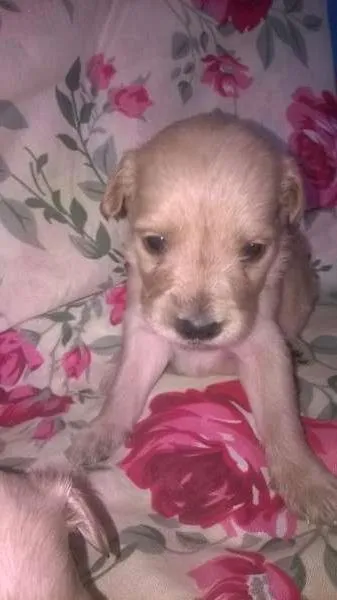 Cachorro ra a mix de goldem idade Abaixo de 2 meses nome filhotes lika