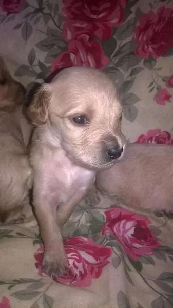 Cachorro ra a mix de goldem idade Abaixo de 2 meses nome filhotes lika