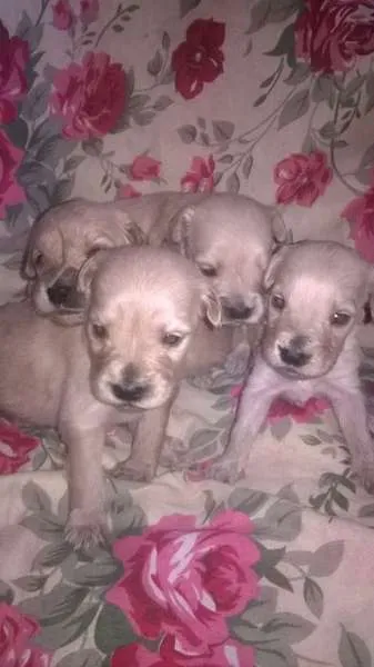 Cachorro ra a mix de goldem idade Abaixo de 2 meses nome filhotes lika
