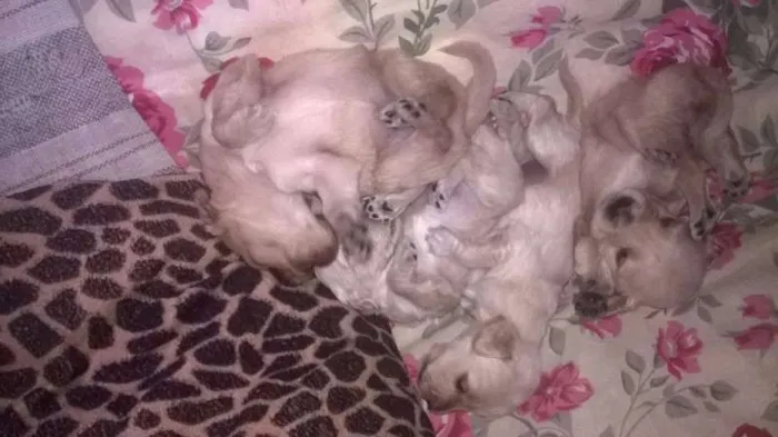 Cachorro ra a mix de goldem idade Abaixo de 2 meses nome filhotes lika