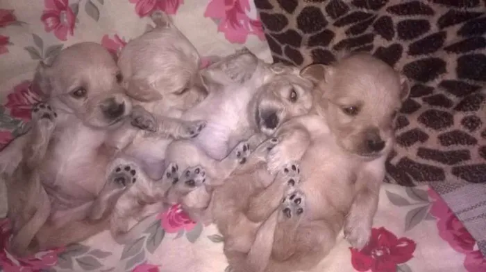 Cachorro ra a mix de goldem idade Abaixo de 2 meses nome filhotes lika