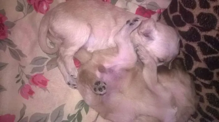 Cachorro ra a mix de goldem idade Abaixo de 2 meses nome filhotes lika