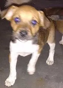 Cachorro raça SRD idade 2 a 6 meses nome filhotes