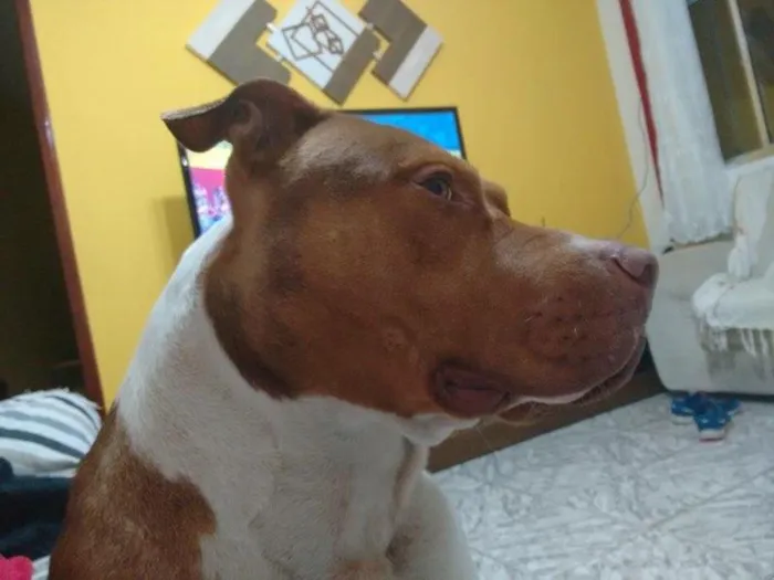 Cachorro ra a Pitbull  idade 4 anos nome Jackie 