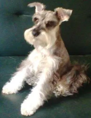 Cachorro raça Shnauzer idade 5 anos nome Hades GRATIFICA
