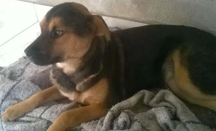 Cachorro ra a SRD idade 7 a 11 meses nome Pretinha