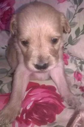 Cachorro raça mix de goldem idade Abaixo de 2 meses nome filhotes lika