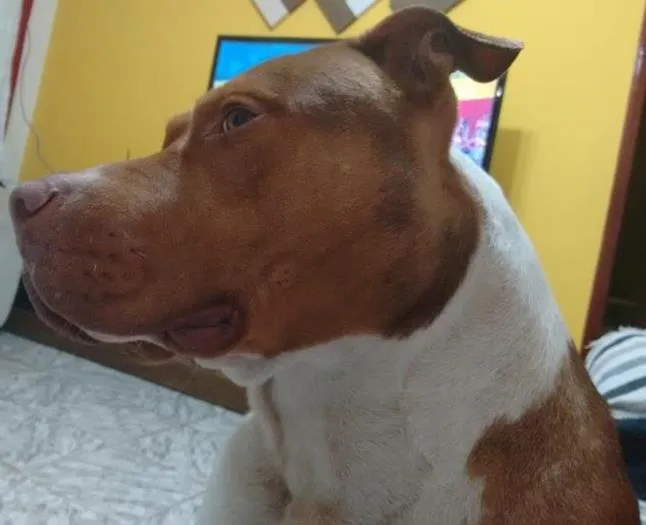 Cachorro ra a Pitbull  idade 4 anos nome Jackie 