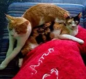 Gato raça não sei idade 1 ano nome Tom e Pipica