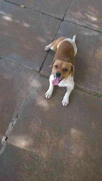 Cachorro ra a dv idade  nome Vários cãezinhos