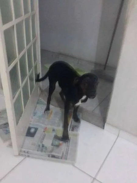 Cachorro raça SRD idade 2 a 6 meses nome Preta Gil
