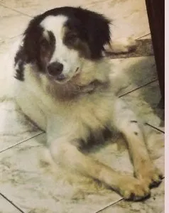 Cachorro raça vira-lata  idade 2 anos nome Marley