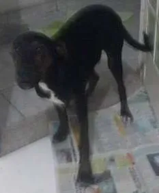Cachorro raça SRD idade 2 a 6 meses nome Preta Gil