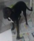 Preta Gil