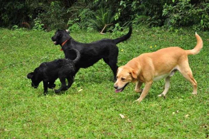 Cachorro ra a Black Retriever/Labrador idade 6 ou mais anos nome Mel e Veludo