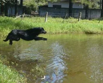 Cachorro ra a Black Retriever/Labrador idade 6 ou mais anos nome Mel e Veludo