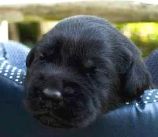 Cachorro ra a Black Retriever/Labrador idade 6 ou mais anos nome Mel e Veludo