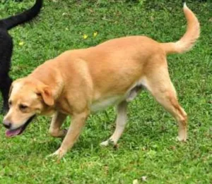 Cachorro raça Black Retriever/Labrador idade 6 ou mais anos nome Mel e Veludo