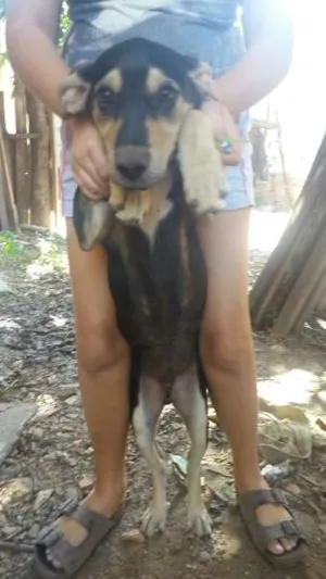 Cachorro raça Vira lata idade 2 a 6 meses nome Boris