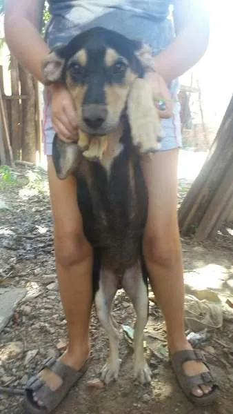 Cachorro ra a Vira lata idade 2 a 6 meses nome Boris