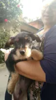 Ernesto