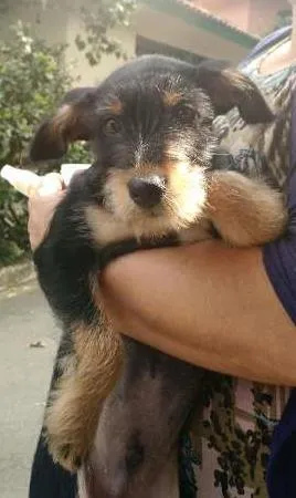 Cachorro ra a SRD idade 2 a 6 meses nome Ernesto