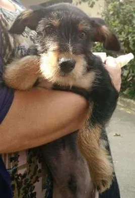 Cachorro raça SRD idade 2 a 6 meses nome Ernesto