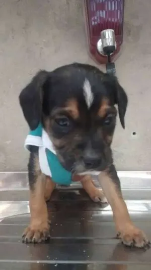 Cachorro raça SRD idade 2 a 6 meses nome bebe peq