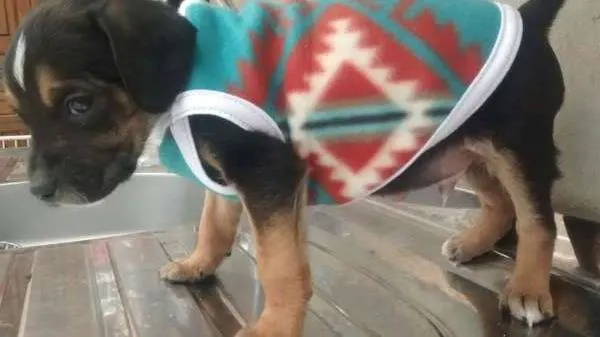 Cachorro ra a SRD idade 2 a 6 meses nome bebe peq