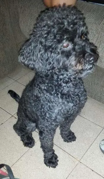 Cachorro ra a Poodle idade 3 anos nome Nego