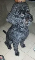 Nego