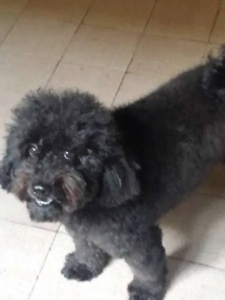 Cachorro ra a Poodle idade 3 anos nome Nego
