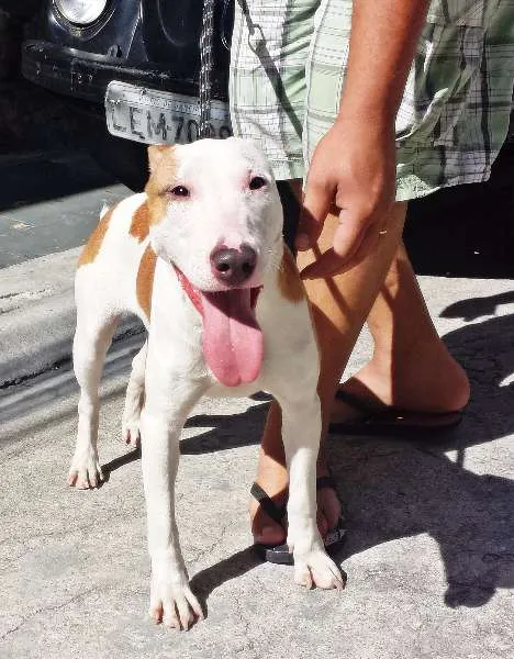 Cachorro ra a Bull Terrier idade 2 anos nome Nina