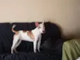 Nina
