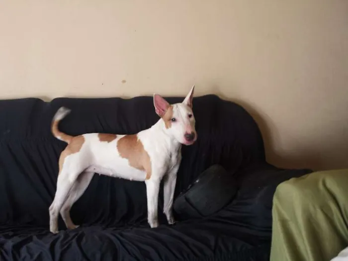 Cachorro ra a Bull Terrier idade 2 anos nome Nina